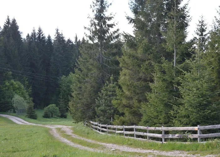 بيت شباب Mystic Forest ميترفاتس